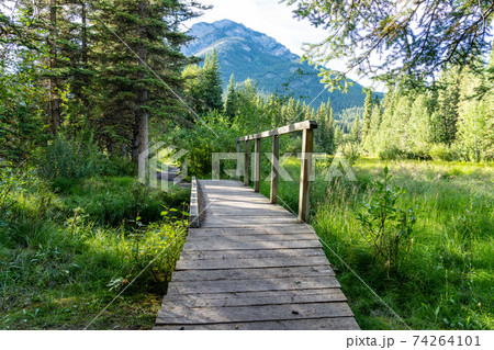 Wooden footbridge in green pine trees forest. Fenland Trail in summer sunny day. Banff National Park, Canadian Rockies, Alberta, Canada. 74264101