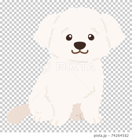 簡單可愛的馬爾濟斯犬朝前坐著 乳白色 無主線 插圖素材 圖庫