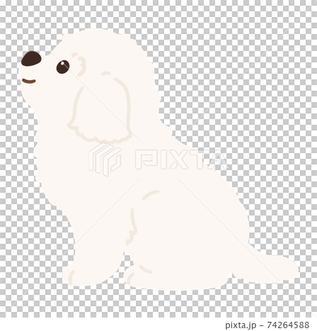 簡單可愛的馬爾濟斯犬,側身坐乳白色,無主線 簡單可愛的馬爾濟斯犬,側身坐乳白色,無主線 74264588