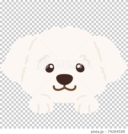 シンプルで可愛いマルチーズの正面顔のイラスト クリームホワイトカラー 主線なしのイラスト素材