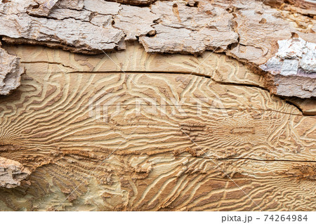 Close up imprint of bark beetle under piece of bark. tree was eaten by bark beetle Close up imprint of bark beetle under piece of bark. tree was eaten by bark beetle 74264984