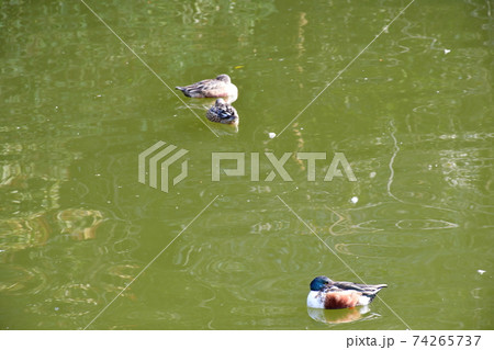 冬の住吉神社 74265737