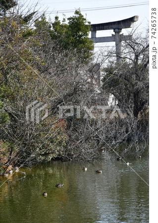 冬の住吉神社 74265738