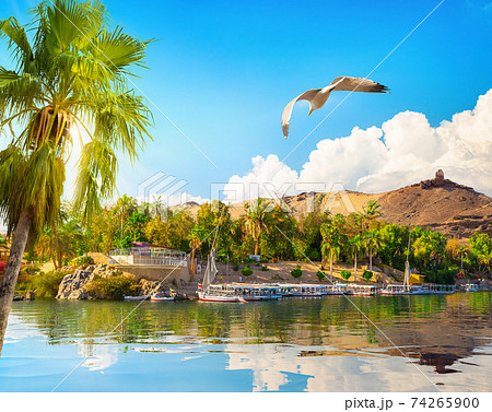 Palm and nile river 74265900