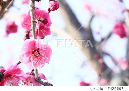 日本の梅園の梅 74266074