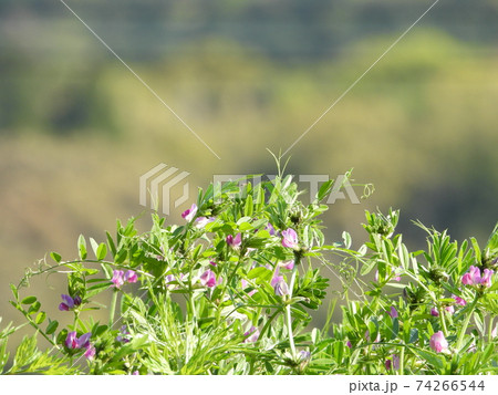 カラスノエンドウ（ヤハズエンドウ） 74266544