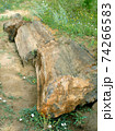 Petrified wood just in nature 74266583