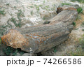 Petrified trees just in nature 74266586