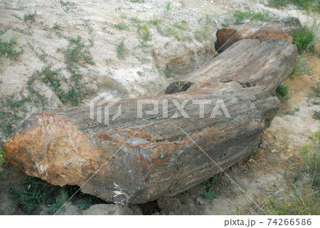 Petrified trees just in nature Petrified trees just in nature 74266586