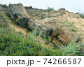 Petrified tree under open sky 74266587