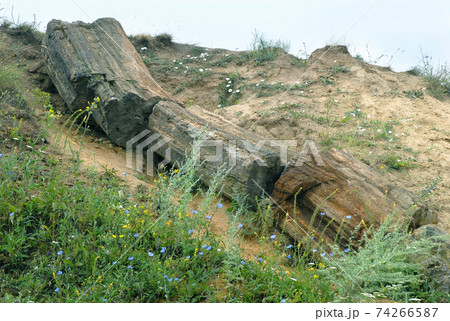 Petrified tree under open sky 74266587