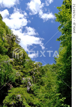5月のゴールデンウィーク、多摩川源流の丹波山村雄滝雌滝に谷で抜ける青空の下、藤の花の群生を撮る 74266752