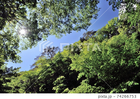 多摩川源流、丹波山村雄滝雌滝に向かう新緑の谷間 多摩川源流、丹波山村雄滝雌滝に向かう新緑の谷間 74266753