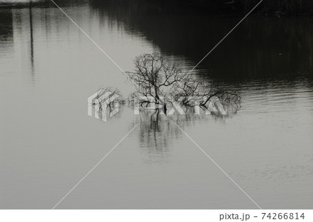 水面に映る枯れ木の写真素材 [74266814] - PIXTA