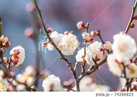 白い花 2月 の写真素材