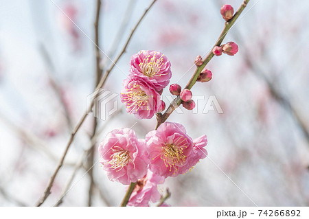 梅　梅の花 74266892