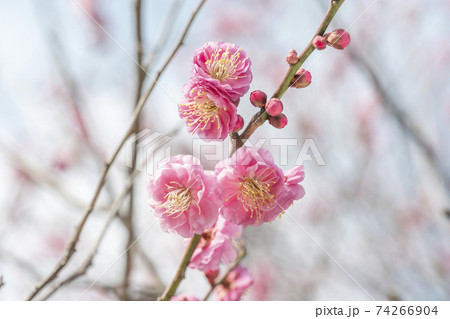 梅 梅の花 梅 梅の花 74266904