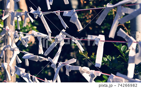 境内のおみくじ掛に結ばれた沢山のおみくじの風景　 74266982