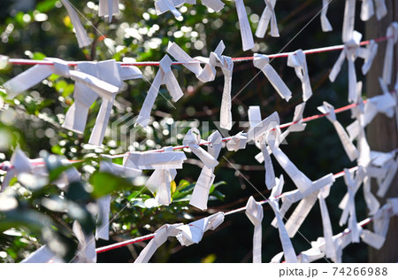 境内のおみくじ掛に結ばれた沢山のおみくじの風景 74266988