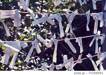境内のおみくじ掛に結ばれた沢山のおみくじの風景 74266991
