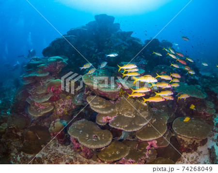 アカヒメジの群れとハマサンゴの仲間 (メルギー諸島、ミャンマー) 74268049