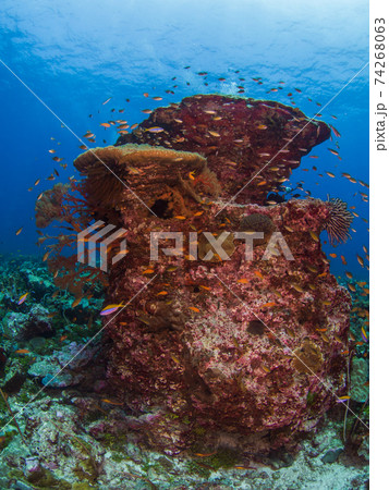 珊瑚の根に群れる様々な魚 (メルギー諸島、ミャンマー) 74268063