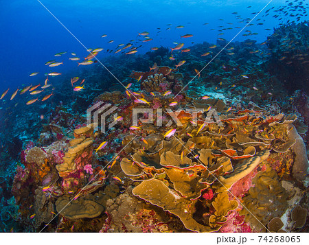 キャベツコーラルと魚の群れ (メルギー諸島、ミャンマー) 74268065