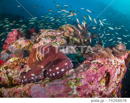 大きなワモンダコとフュージラーの群れ (メルギー諸島、ミャンマー) 大きなワモンダコとフュージラーの群れ (メルギー諸島、ミャンマー) 74268076