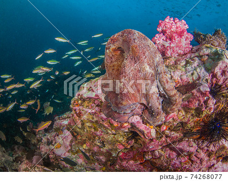 大きなワモンダコとフュージラーの群れ (メルギー諸島、ミャンマー) 大きなワモンダコとフュージラーの群れ (メルギー諸島、ミャンマー) 74268077