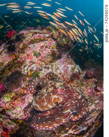 大きなワモンダコとフュージラーの群れ (メルギー諸島、ミャンマー) 大きなワモンダコとフュージラーの群れ (メルギー諸島、ミャンマー) 74268078