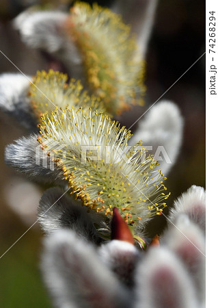 ネコヤナギ 74268294