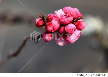 梅の蕾 74268481
