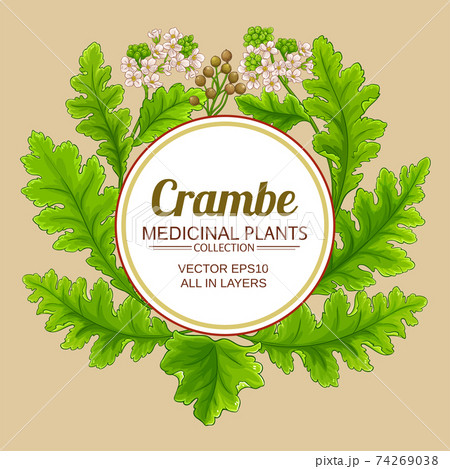 crambe plant vector frame crambe plant vector frame 74269038