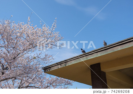 公園のハトと桜 公園のハトと桜 74269208