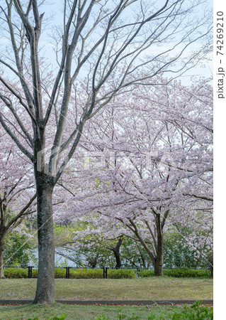 公園の満開の桜の木 74269210