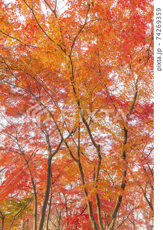 輝いて紅葉　オレンジ　見上げる紅葉 74269359