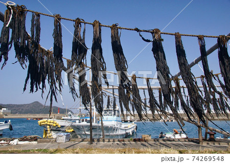 衣奈海岸の光景　わかめの天日干し　和歌山県日高郡由良町 74269548