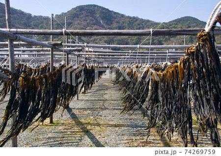衣奈海岸の光景　ワカメの天日干し　和歌山県日高郡由良町 74269759