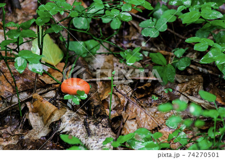 Small russula mushroom with a red cap growing between brown leaves and green grass  74270501