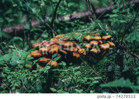 Small red-headed mushrooms growing in a group on a stump in moss Small red-headed mushrooms growing in a group on a stump in moss 74270513