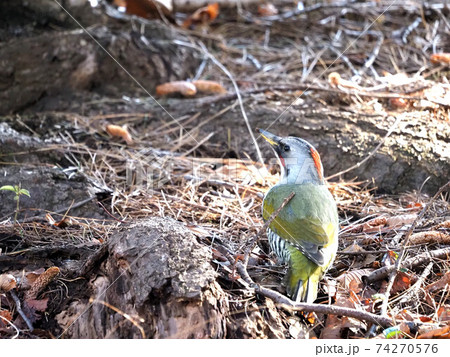 都市公園のアオゲラ雌 都市公園のアオゲラ雌 74270576