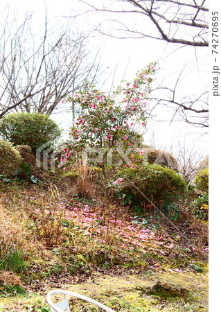 山茶花の花と絨毯 山茶花の花と絨毯 74270695