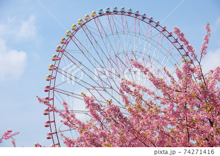河津桜と観覧車 河津桜と観覧車 74271416