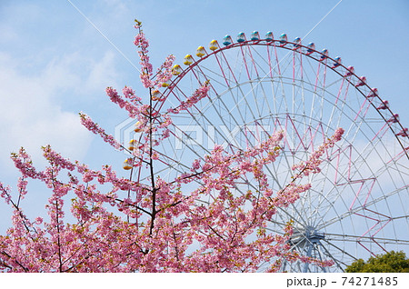河津桜と観覧車 河津桜と観覧車 74271485