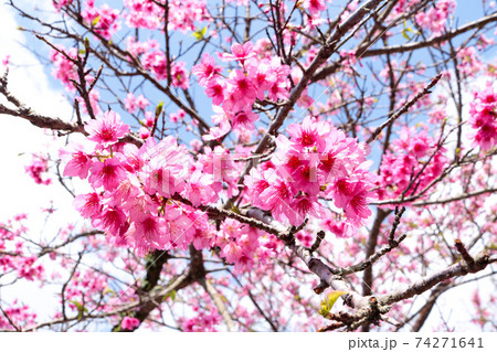 寒緋桜 寒緋桜 74271641