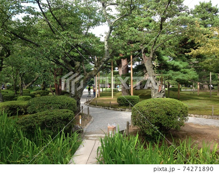 兼六園の木々 74271890