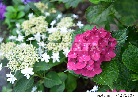 あじさい・アジサイ・紫陽花 あじさい・アジサイ・紫陽花 74271907