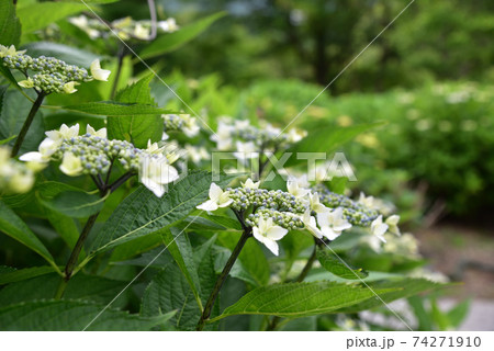 あじさい・アジサイ・紫陽花 74271910