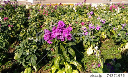 花期の長いストックの紫色の花の写真素材