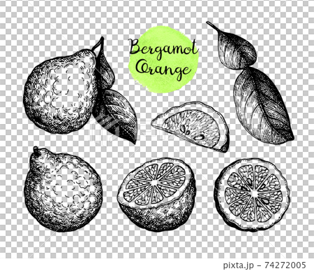 Ink sketch of bergamot orange 74272005